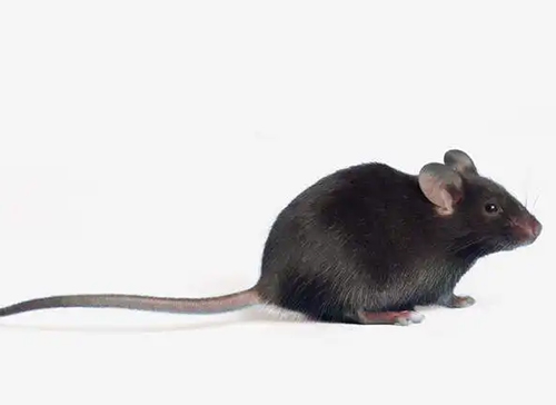 PD-1/PD-L1(Program med death-1)