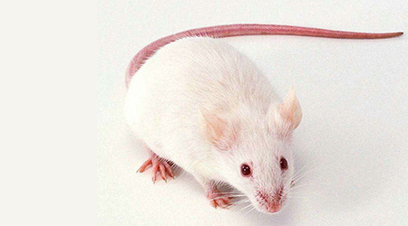 其他動物模型